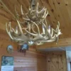 White Tail Deer Antler Chandelier - Two Tier