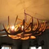 Genuine White Tail Deer Antler Chandelier - Single Tier