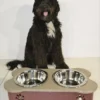 Poly Large Raised Dog Bowl Feeder 8 Cups