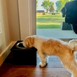 Poly Single Dog Tray - DutchCrafters Exclusive -Home Decoration Sales 2024 pid 72575 DutchCrafters Exclusive Poly Single Dog Tray 30