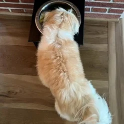 Poly Single Dog Tray - DutchCrafters Exclusive -Home Decoration Sales 2024 pid 72575 DutchCrafters Exclusive Poly Single Dog Tray 60